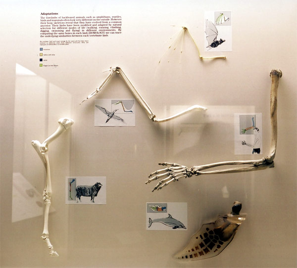 adaptation evolution sydney museum
